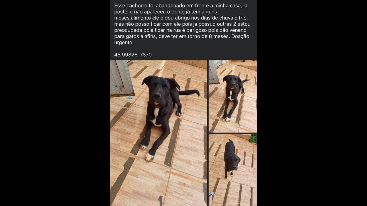 Cachorro é encontrado no bairro Universitário
