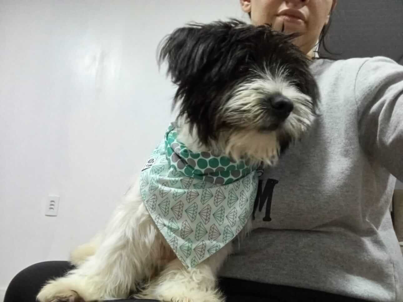 Cachorro Toddy desapareceu no bairro Fag