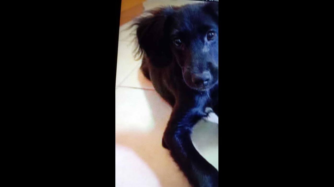 Cachorra desapareceu no bairro Esmeralda