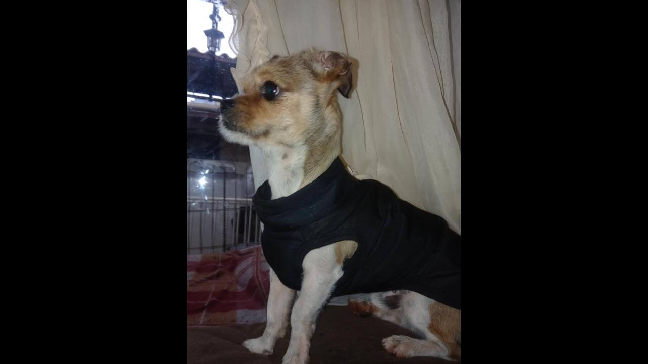 Cachorro é encontrado no bairro Universitário
