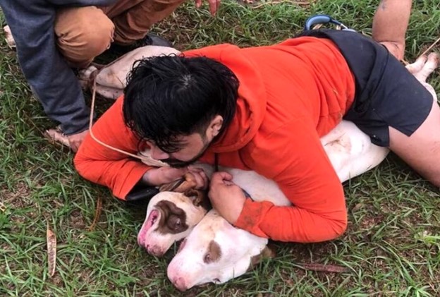 Lutador de Muay Thai imobiliza dois pitbulls após ataque