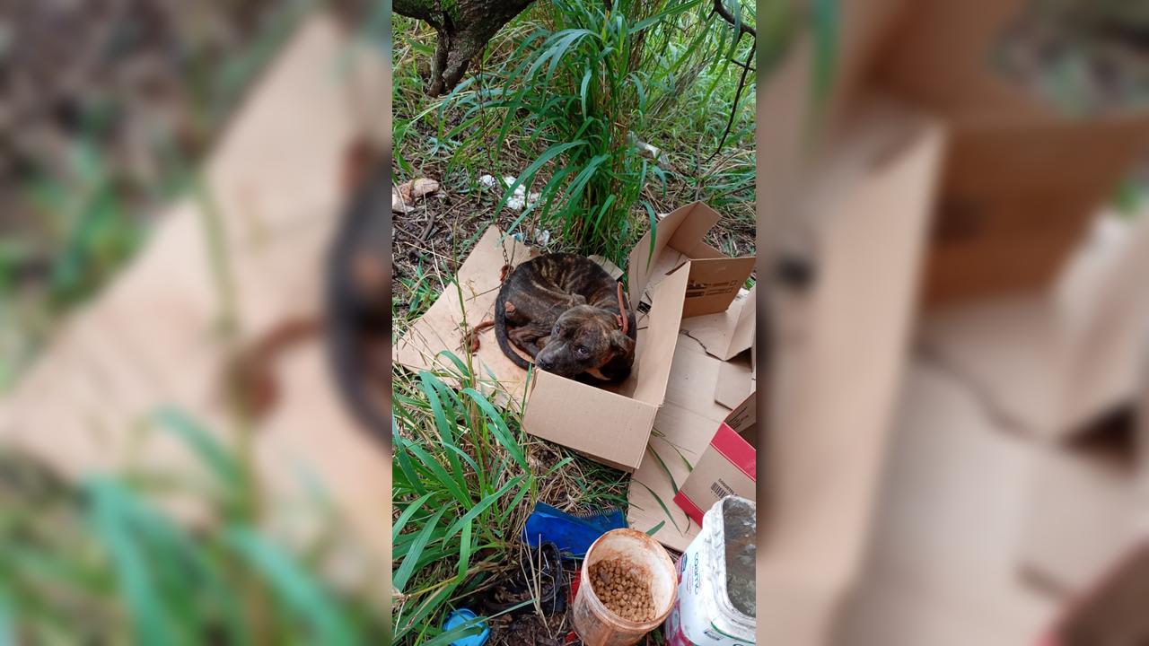 Internauta pede ajuda para resgate de cachorro amarrado em área de mata no Bairro Tarumã Internauta pede ajuda para resgate de cachorro amarrado em área de mata no Bairro Tarumã