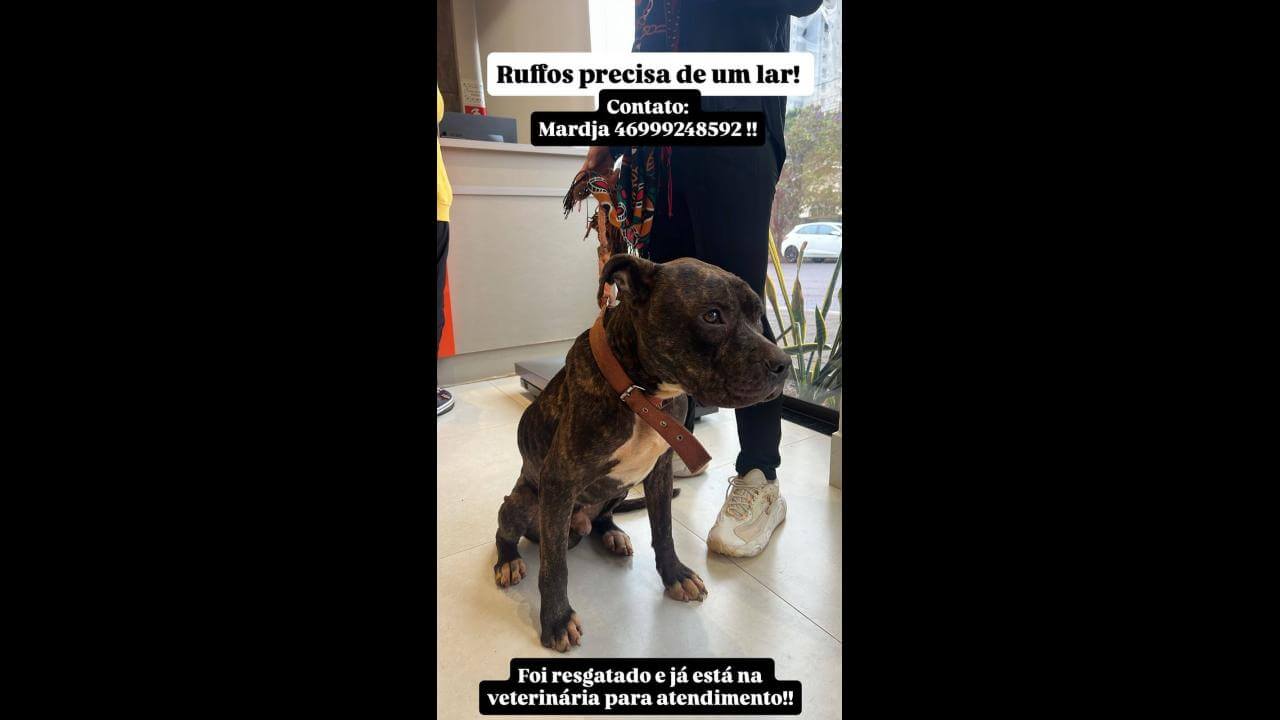 Cachorro é encontrado no bairro Centro