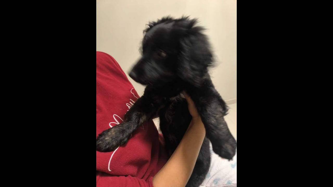 Cachorra é encontrada no bairro Country