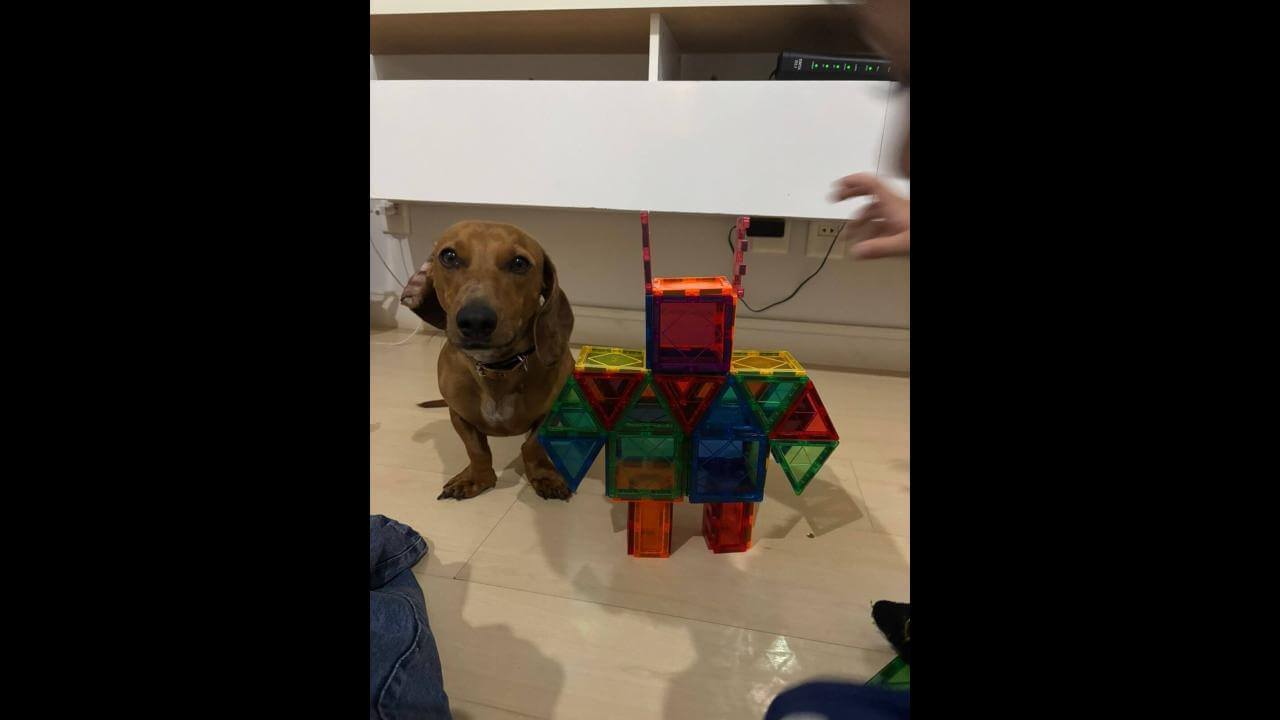 Cachorro Mignon desapareceu no bairro Parque São Paulo