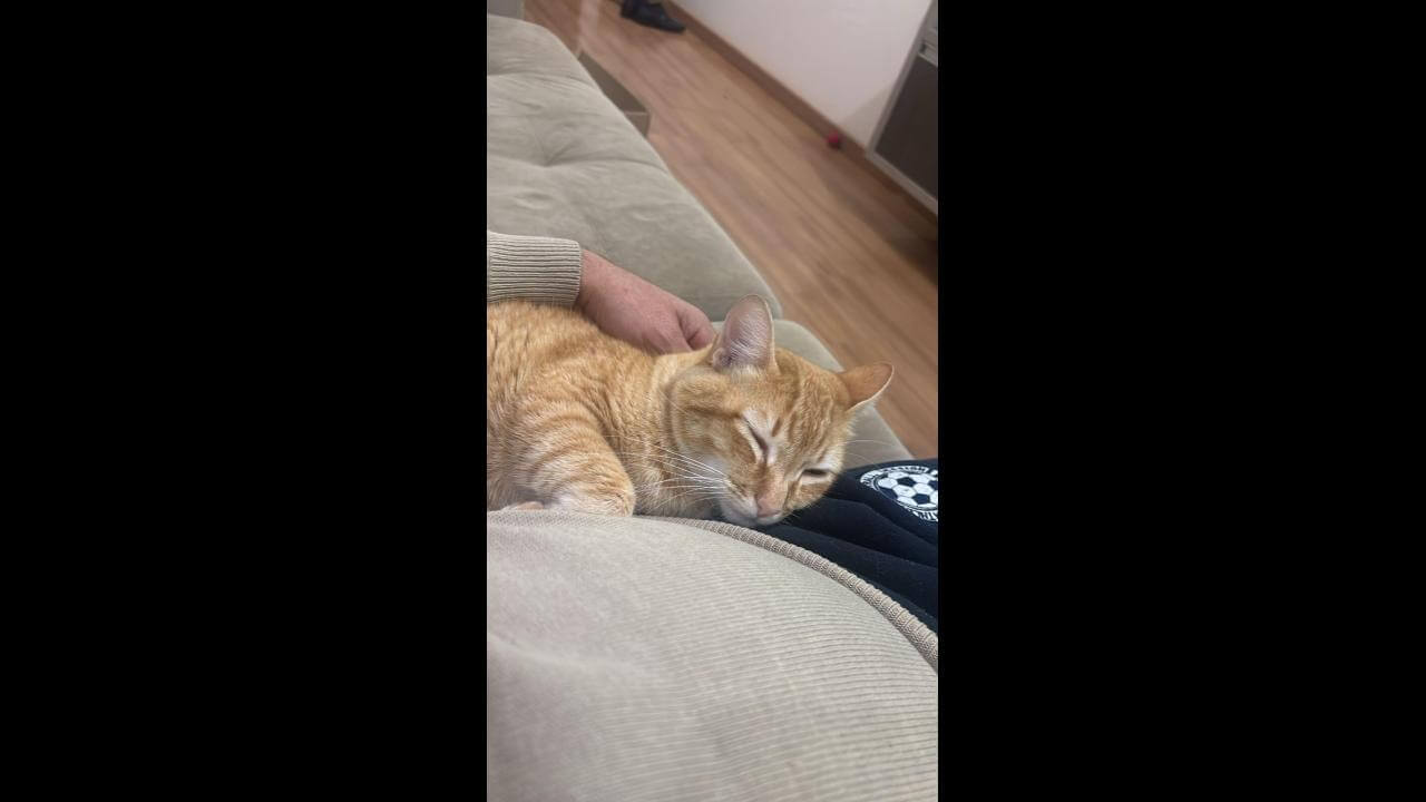 Gato Mimi desapareceu no bairro Canadá