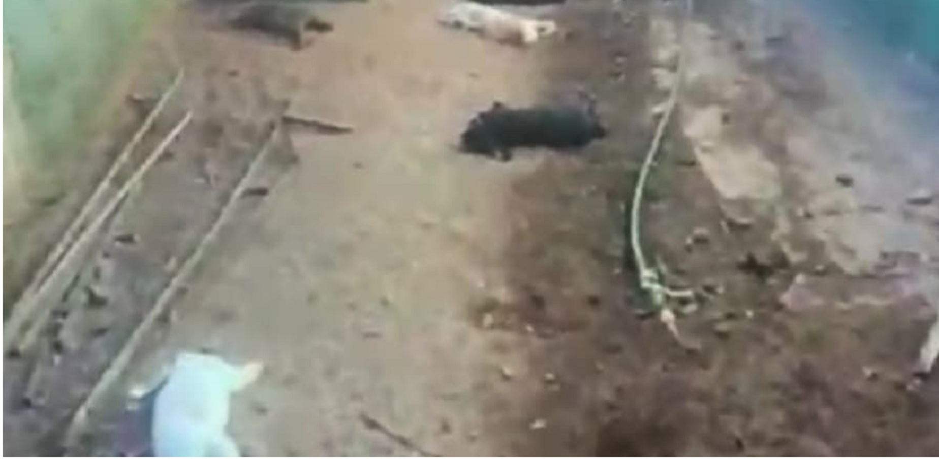 Terror na APAE: Coelhos usados em terapia com autistas são mortos a pedradas