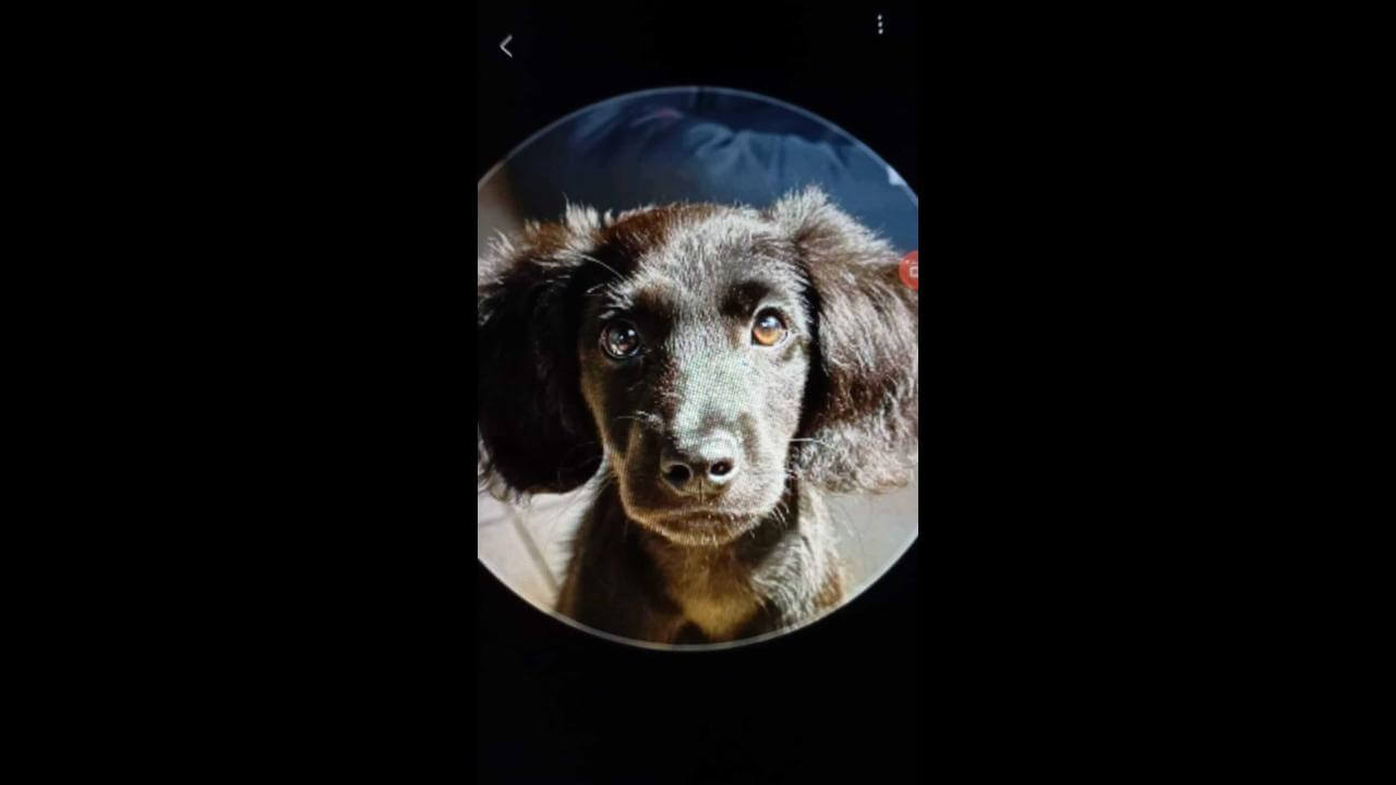 Cachorra desapareceu no bairro Esmeralda