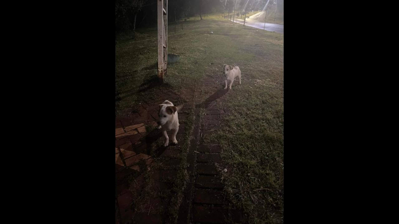 Cachorro é encontrado no bairro Região do Lago