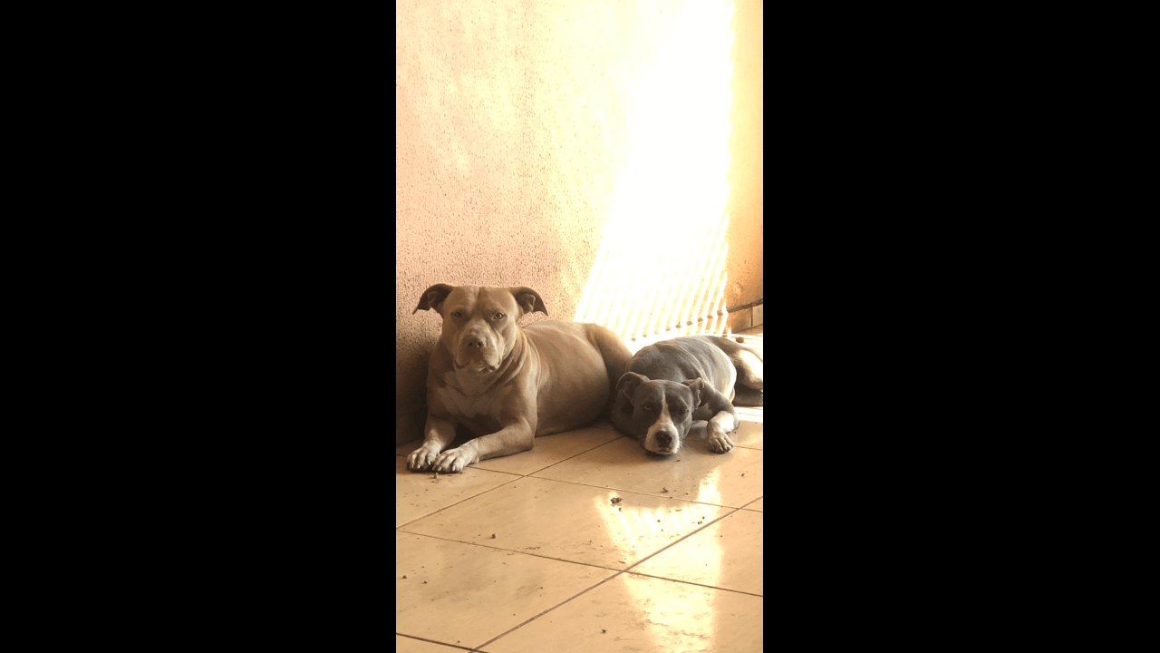 Cachorras Magali e Maia desapareceram no bairro Centro