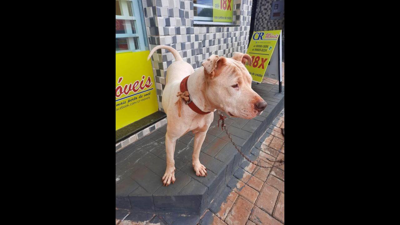 Cachorra é encontrada no bairro Tarumã