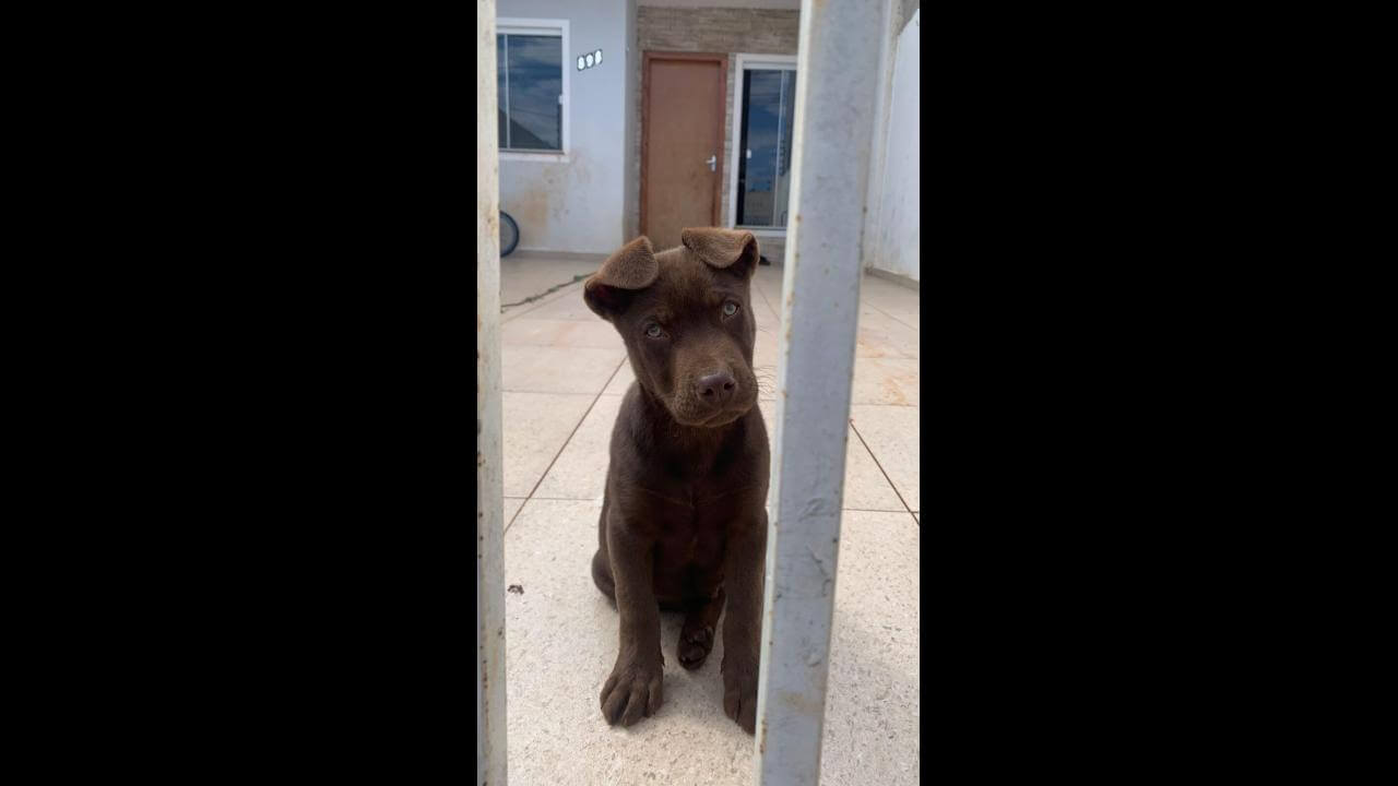 Cachorro é encontrado no bairro Barcelona