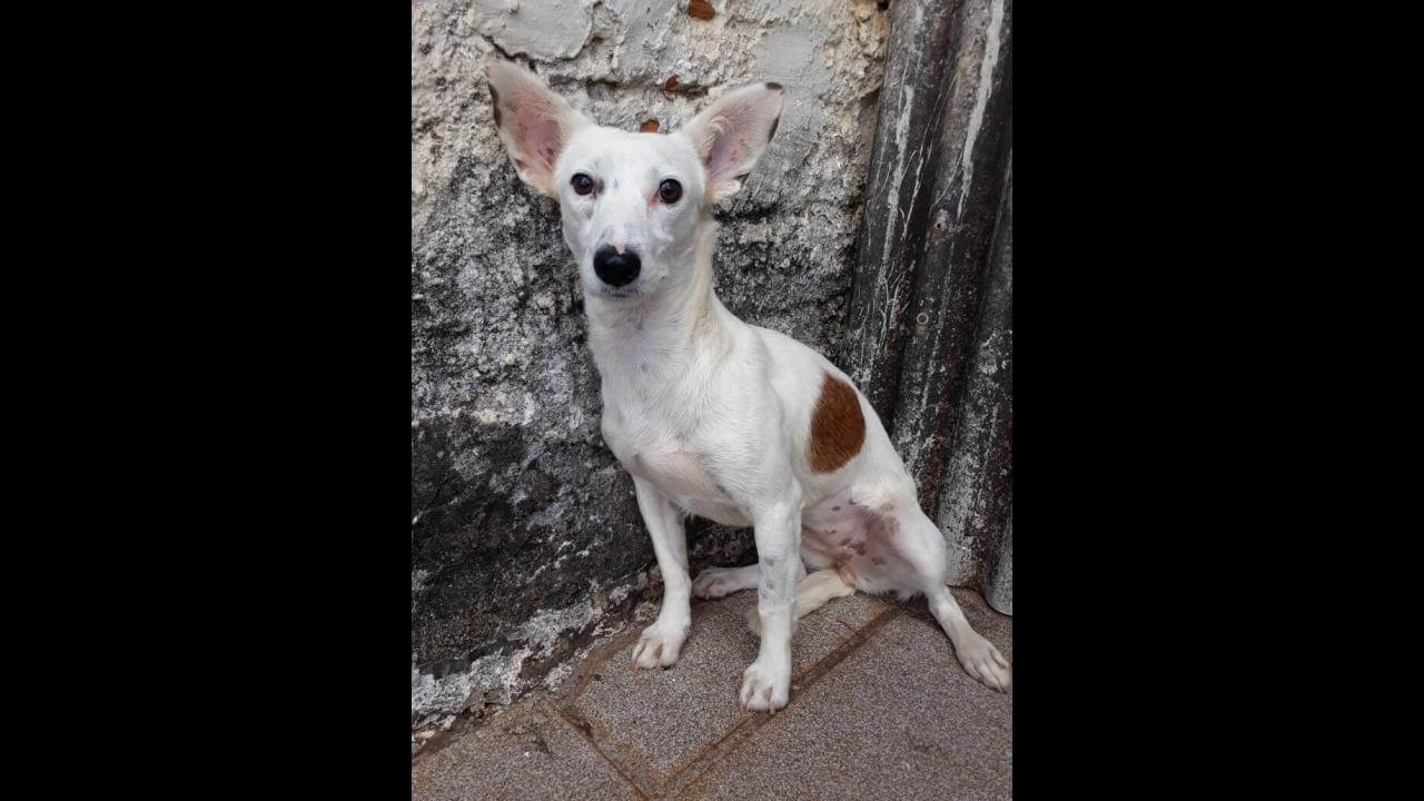 Cachorra Branquinha desapareceu no bairro Brasília
