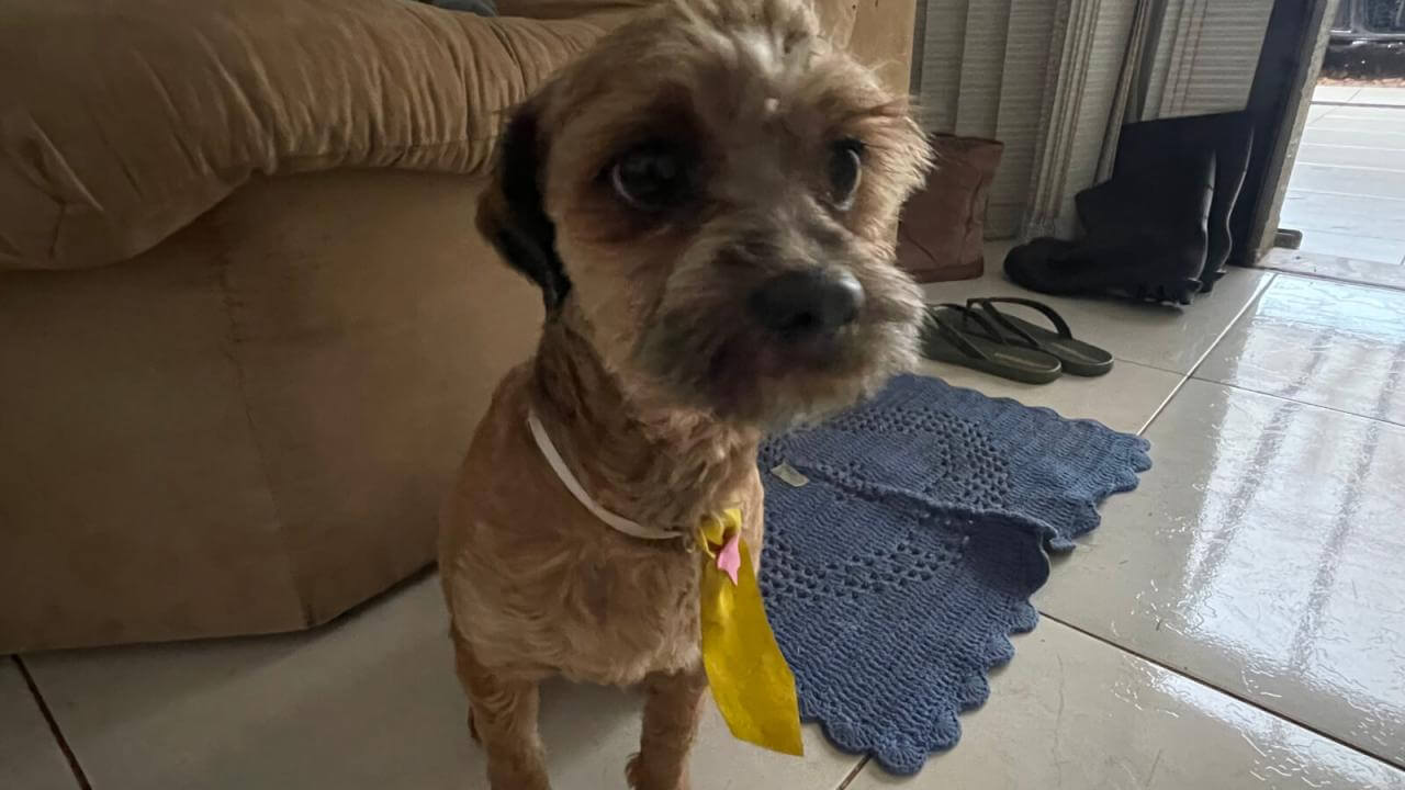 Cachorro é encontrado no bairro Neva