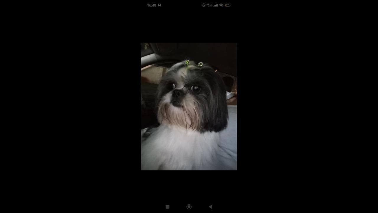 Cachorra Sophia desapareceu no bairro São Cristóvão