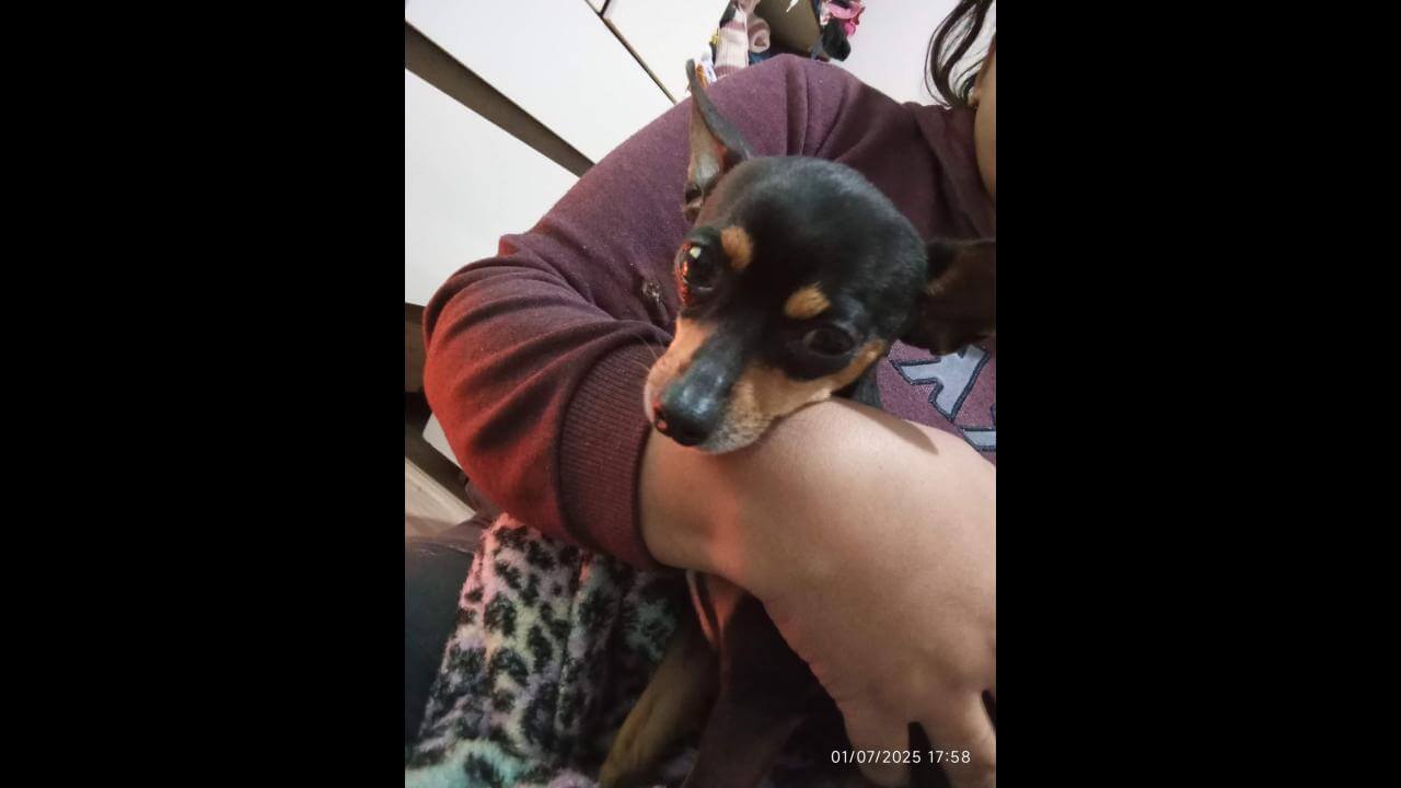 Cachorro é encontrado no bairro Floresta