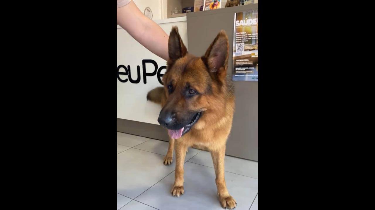 Cachorro Irkan desapareceu no bairro Alto Alegre