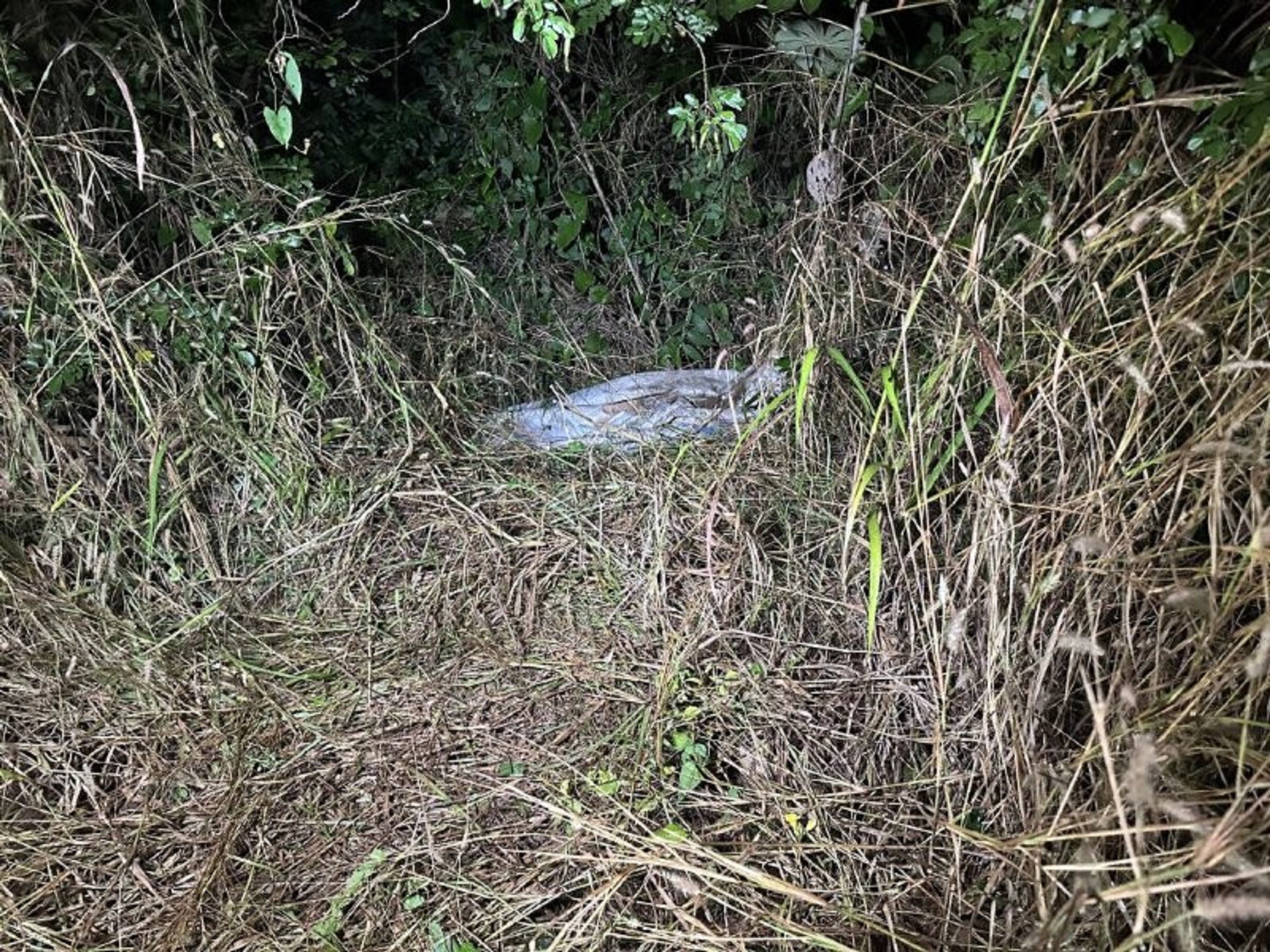 Mistério em matagal: dois mortos são achados ensacados