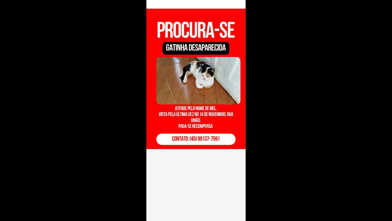 Gata MEL desapareceu no bairro 14 de Novembro