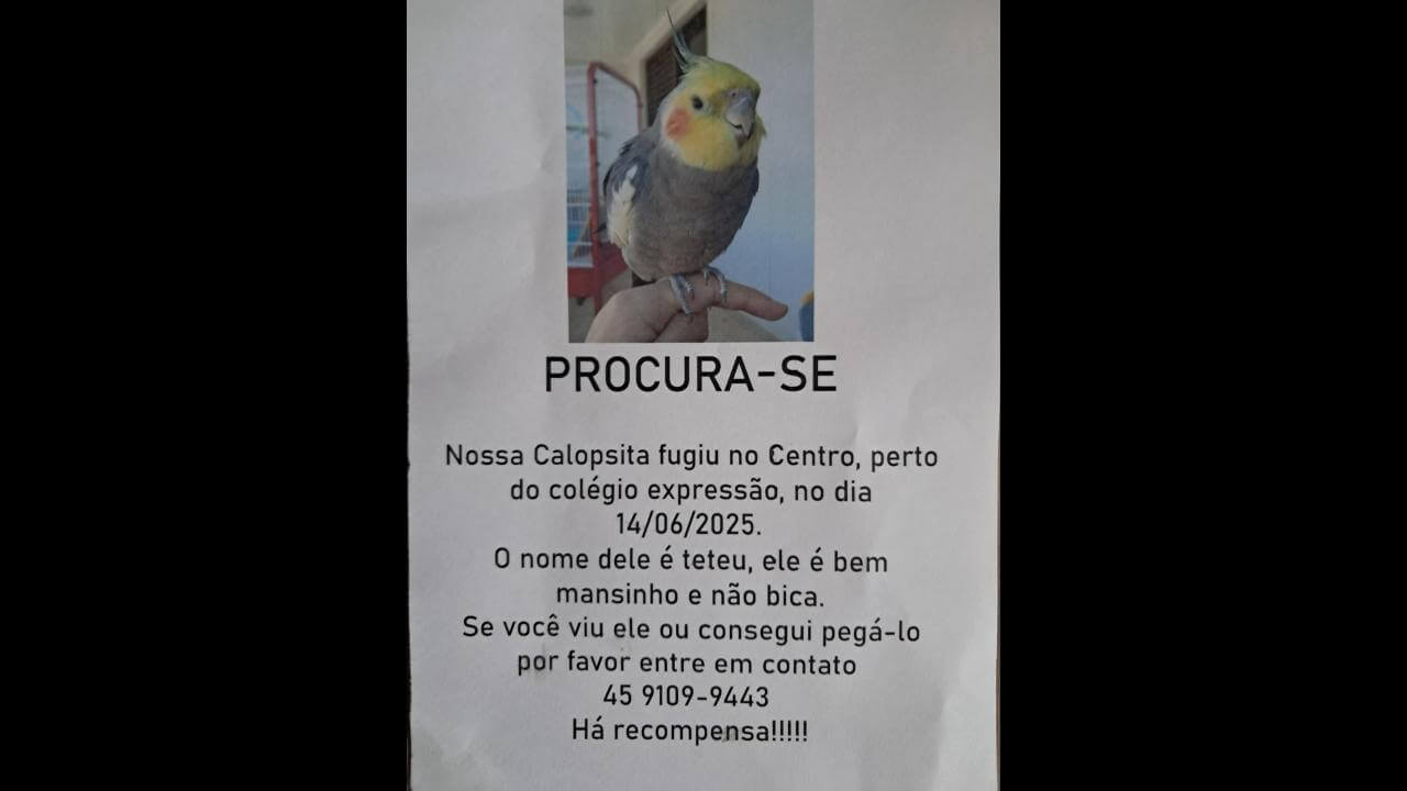Calopsita TETEU desapareceu no bairro Centro
