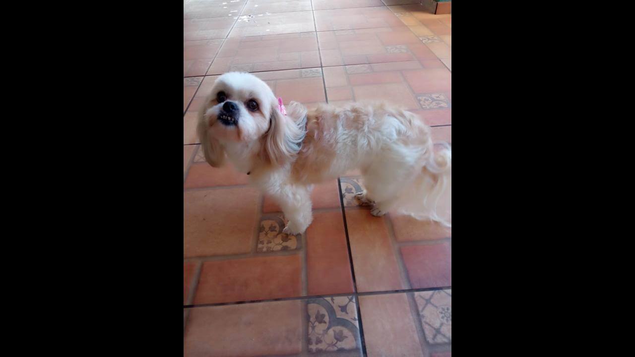 Cachorra Mel desapareceu no bairro Floresta