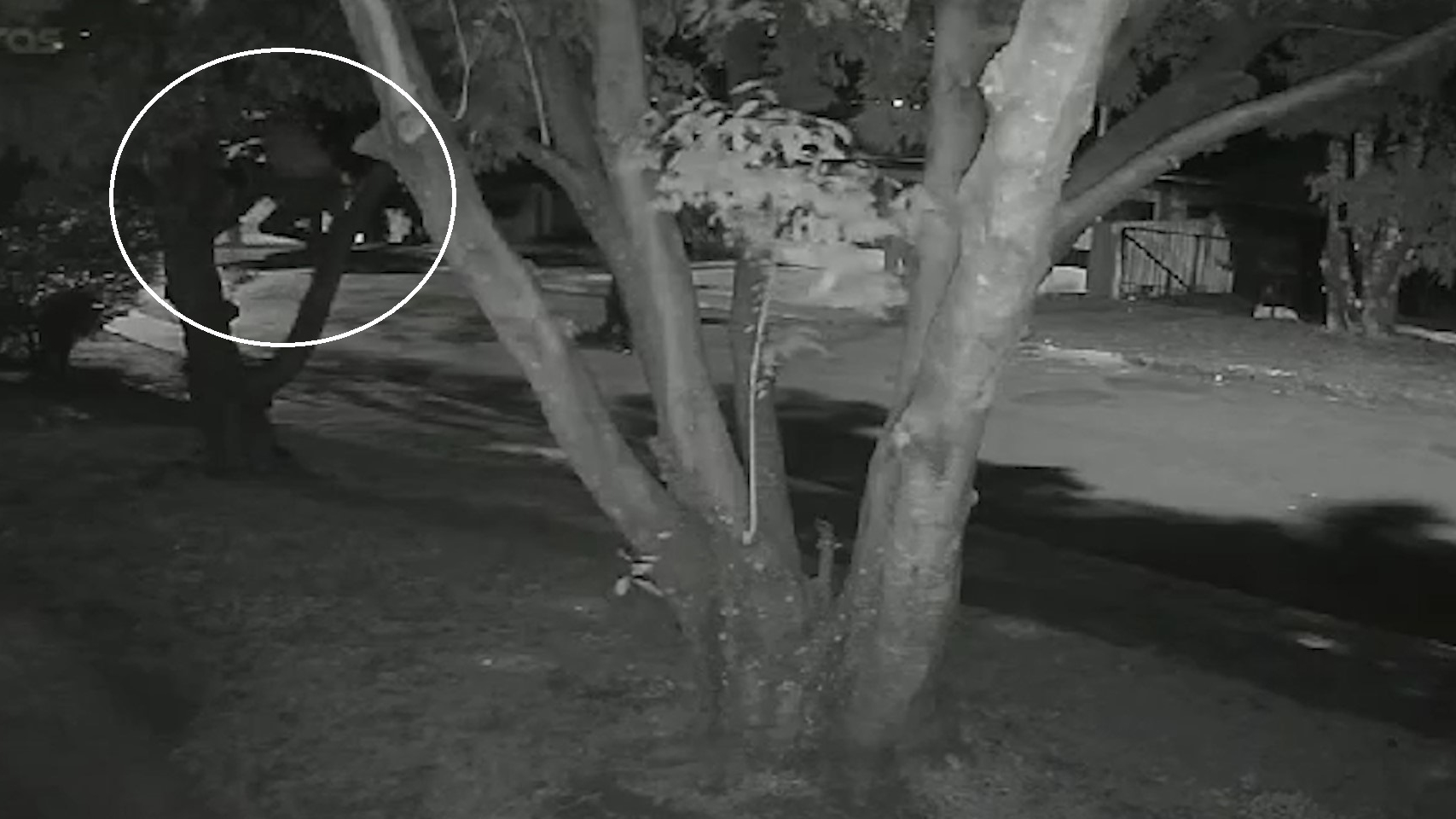 “Tarzan da Fibra óptica” ataca de novo: corte de cabos deixa clientes sem internet em Cascavel