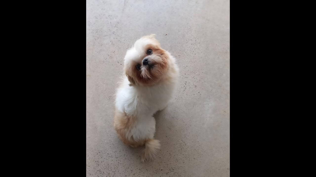 Cachorro é encontrado no bairro Cancelli