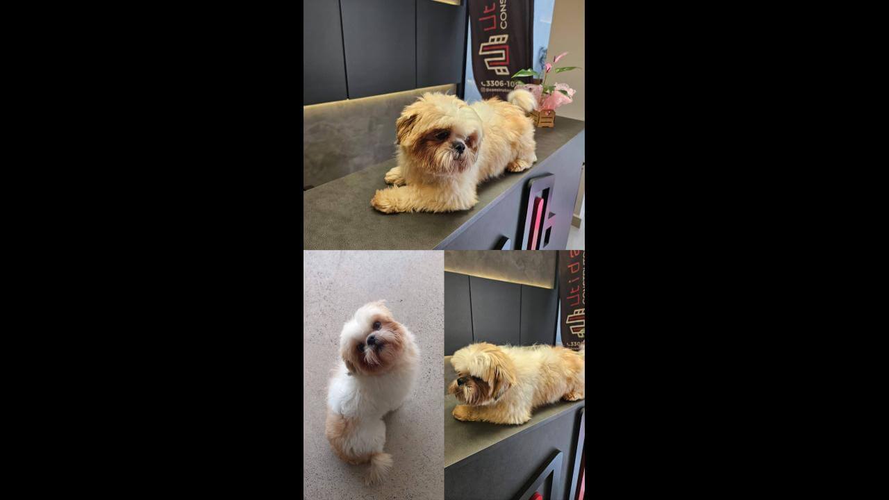 Cachorro é encontrado no bairro Cancelli