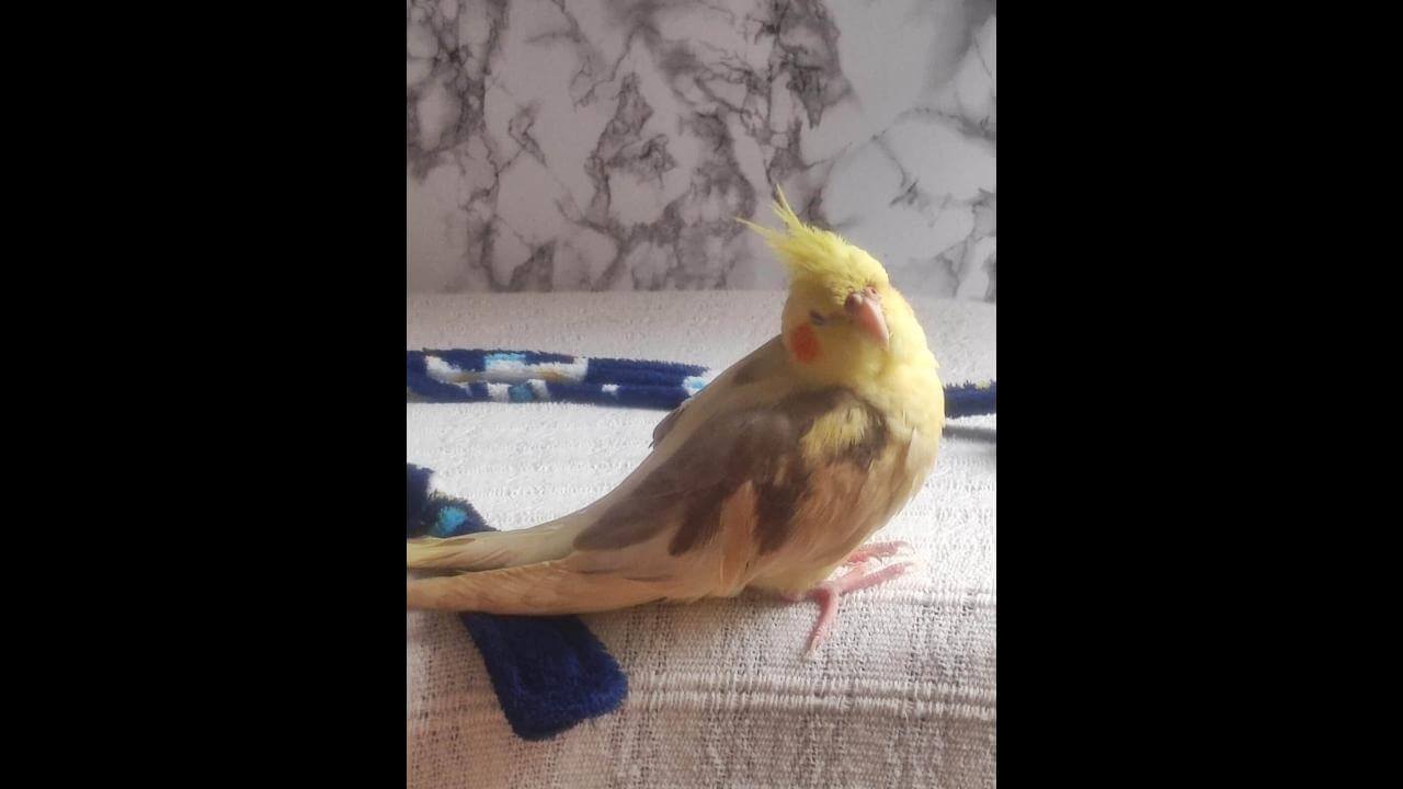 Calopsita Bibi desapareceu no bairro Neva