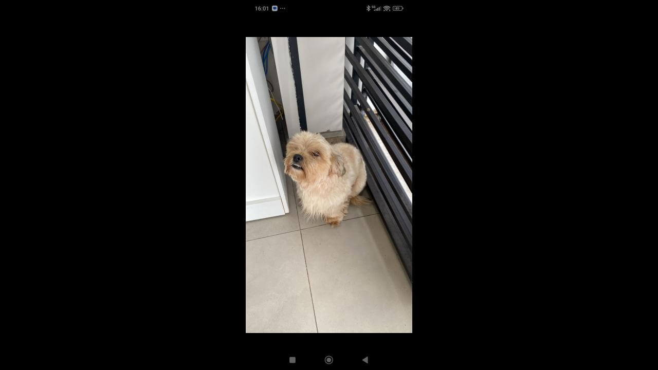 Cachorro é encontrado no bairro Floresta