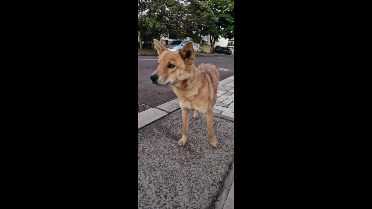 Cachorro é encontrado no bairro Pacaembu