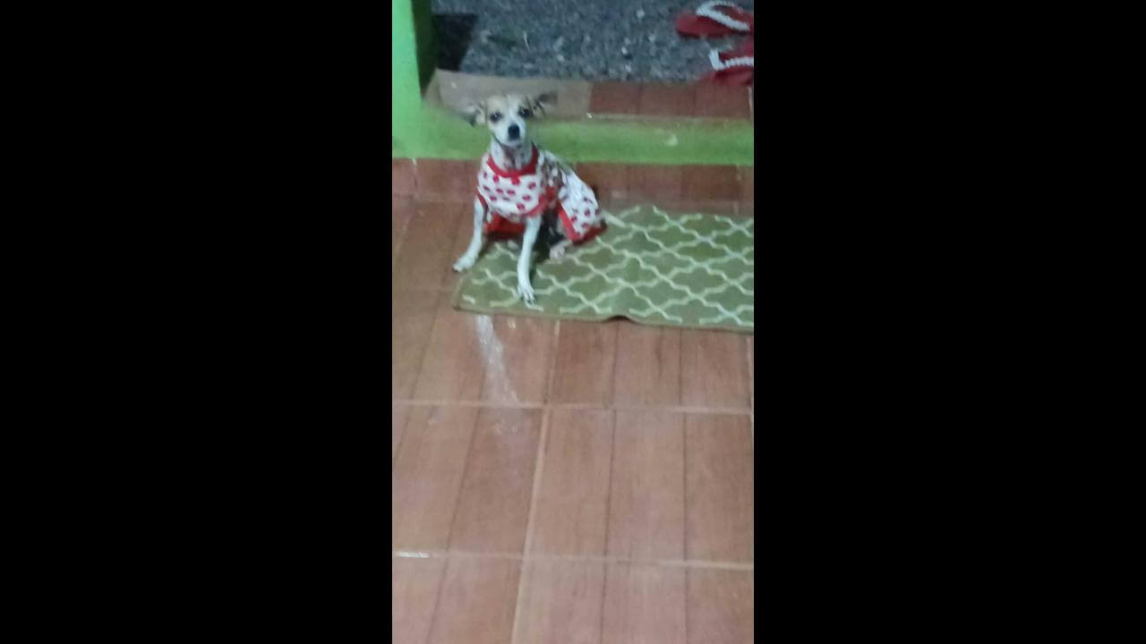 Cachorra Lilica desapareceu no bairro Interlagos