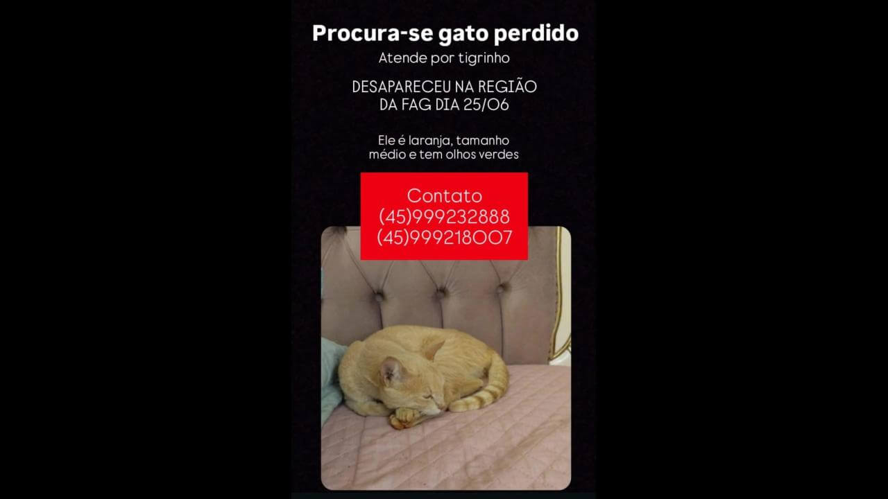 Gato Tigrinho desapareceu no bairro Fag