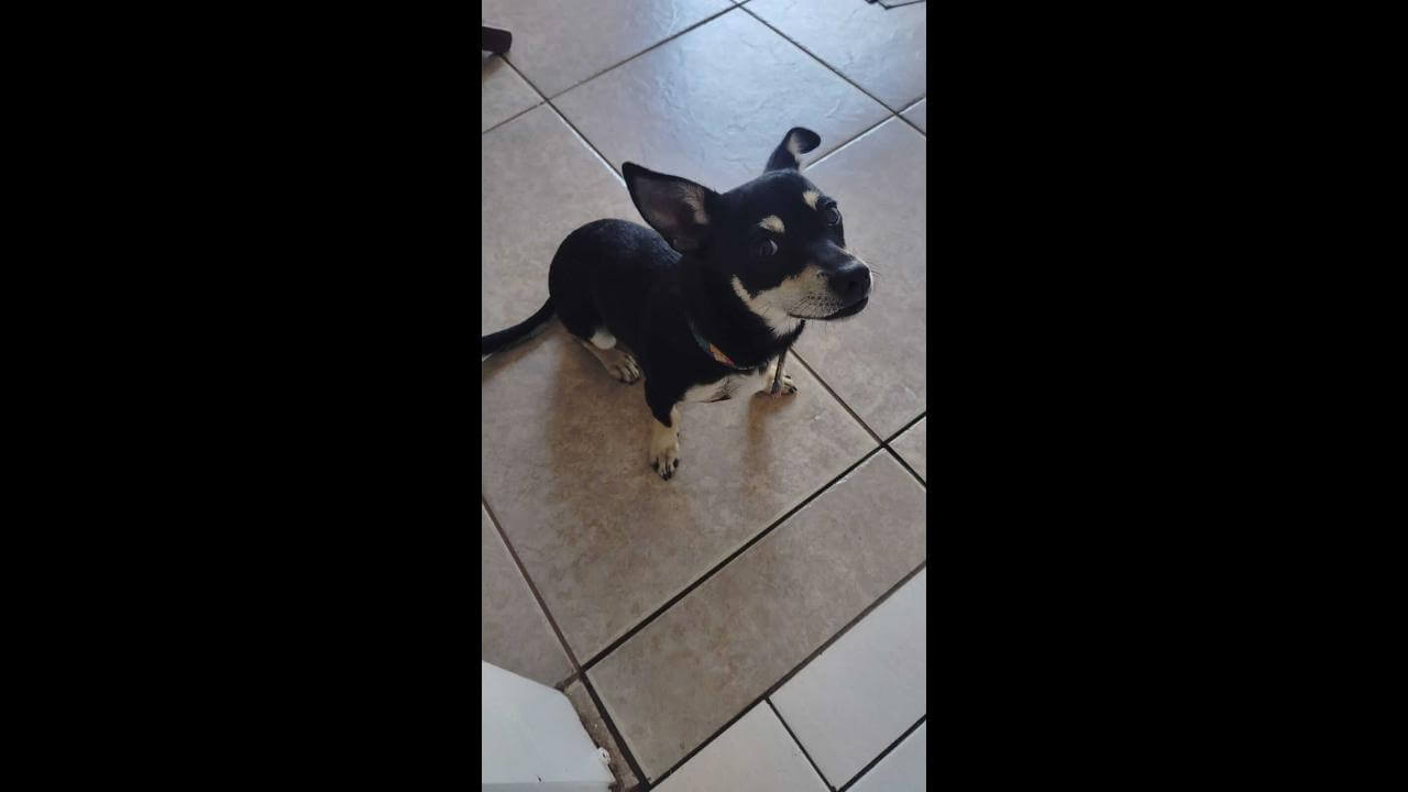 Cachorra Cacau desapareceu no bairro Neva