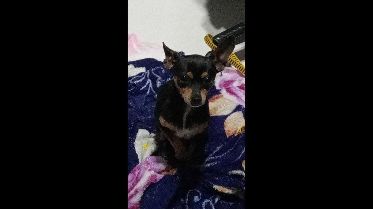 Cachorro é encontrado no bairro Parque Verde