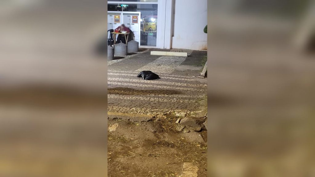 Urubu morto em calçada na Rua Castro Alves chama atenção de populares