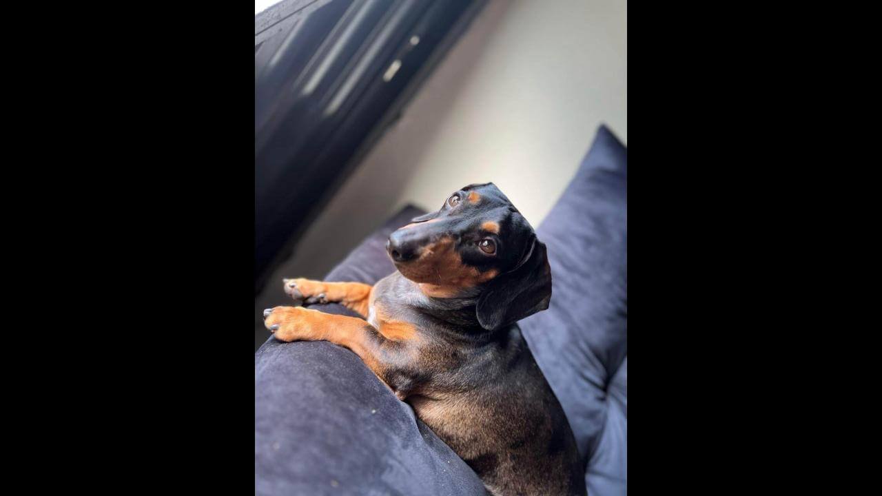 Cachorro Jason desapareceu no bairro Florais do Paraná