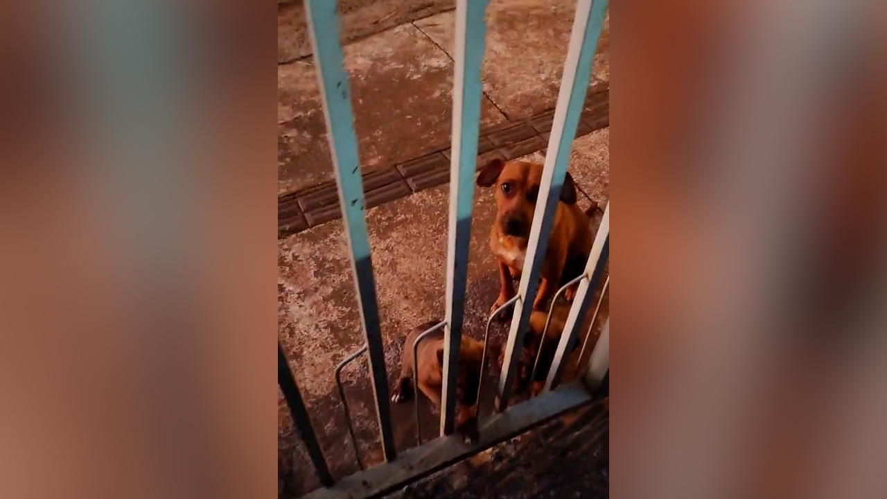 Cachorrinhos sofrem com frio e abandono na região norte de Cascavel