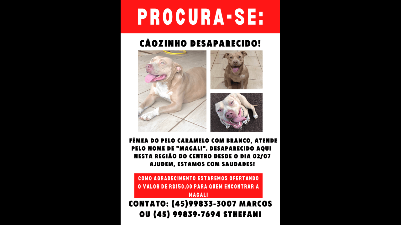 Cachorra Magali desapareceu no bairro Centro