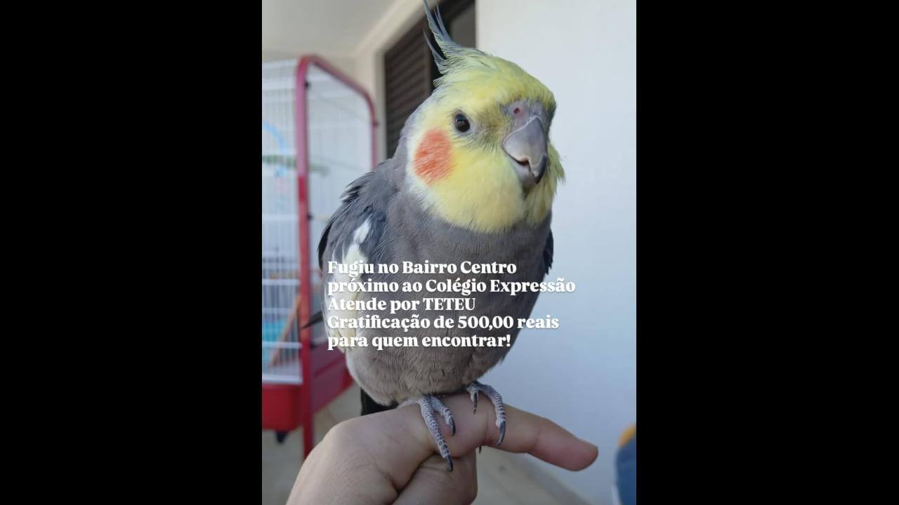 Calopsita TETEU desapareceu no bairro Centro