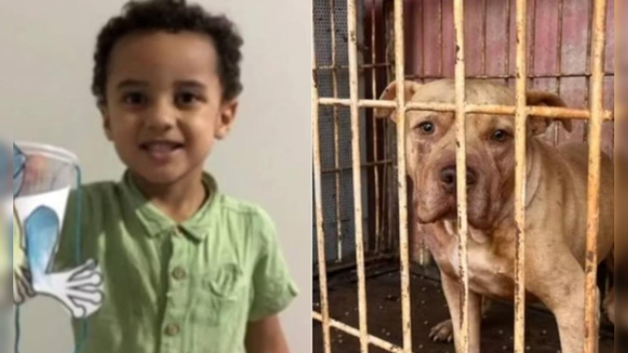 Menino de três anos é morto por pit-bull em casa; mãe é detida por deixar filhos sozinhos