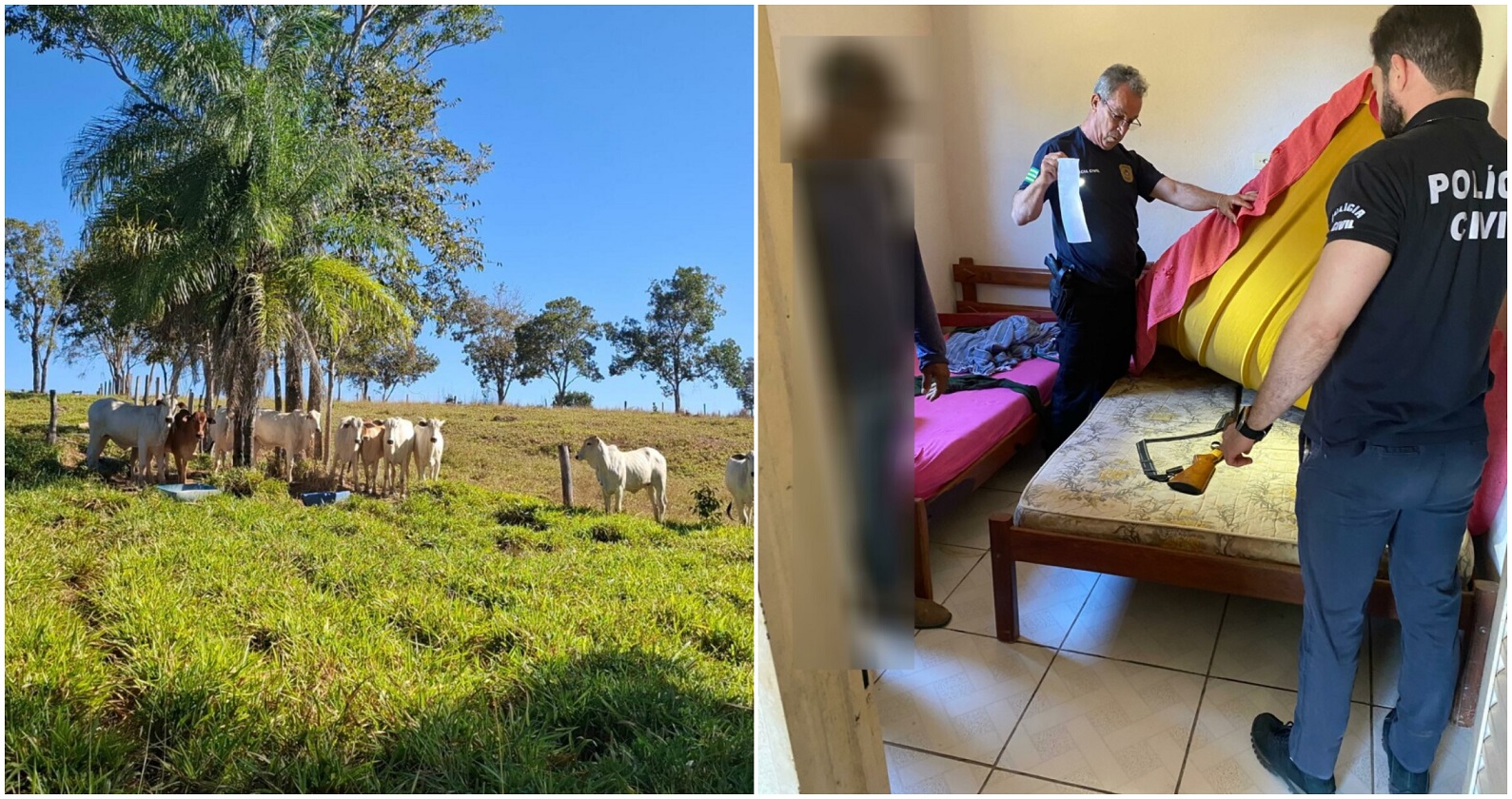 Polícia Civil apreende 27 bois e arma ilegal em operação contra estelionato