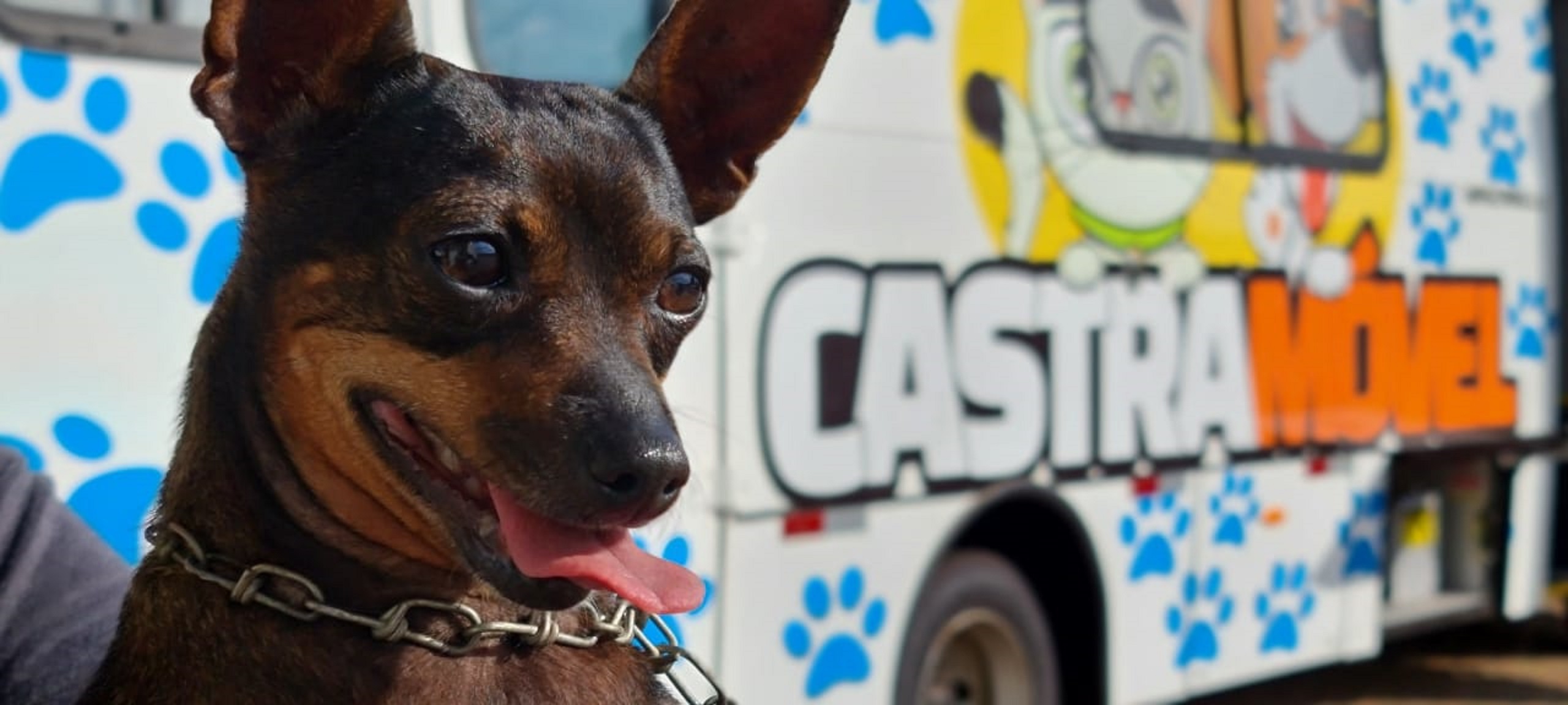 Castromóvel chega ao Reassentamento São Francisco e amplia acesso à castração gratuita na área rural de Cascavel