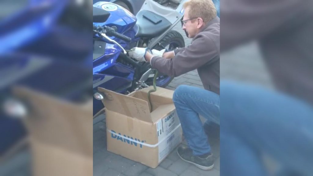 Inusitado! Cobra se protege do frio em carenagem de motocicleta em Cascavel