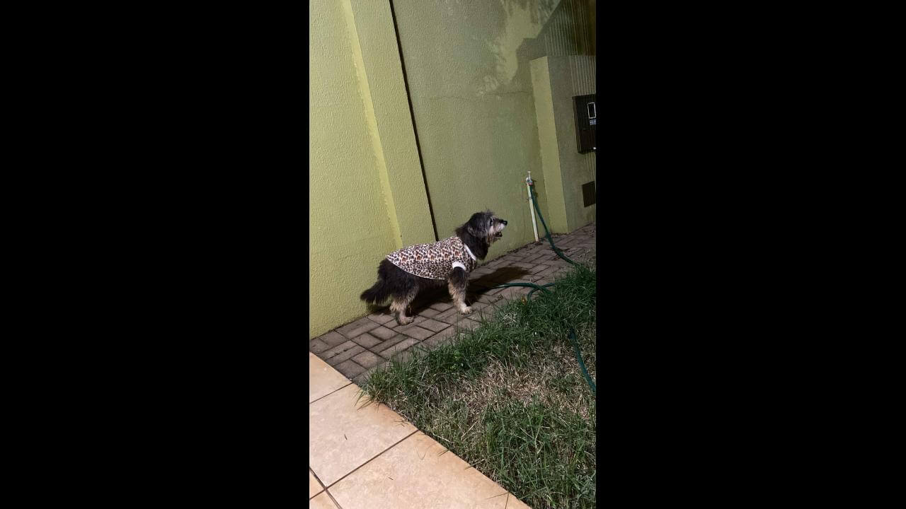 Cachorro é encontrado no bairro Parque Verde