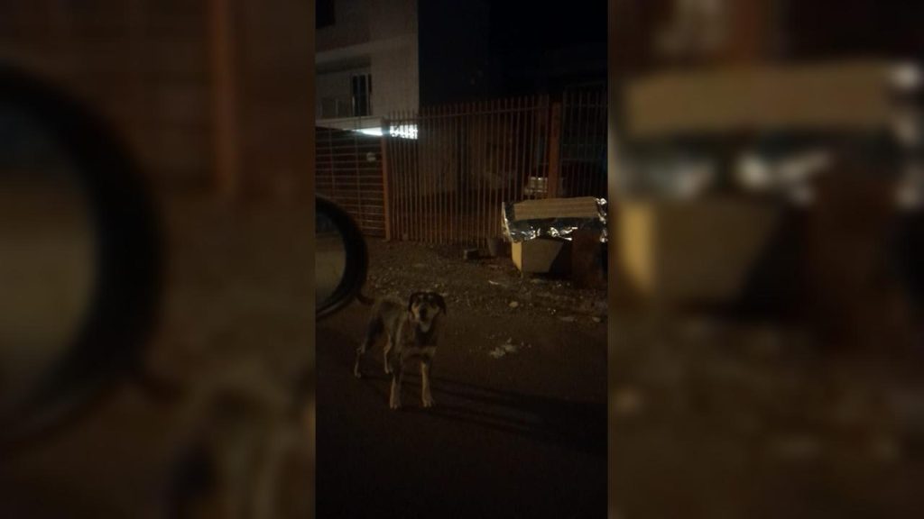Cachorro ataca mulher e põe medo em moradores do Bairro Universitário