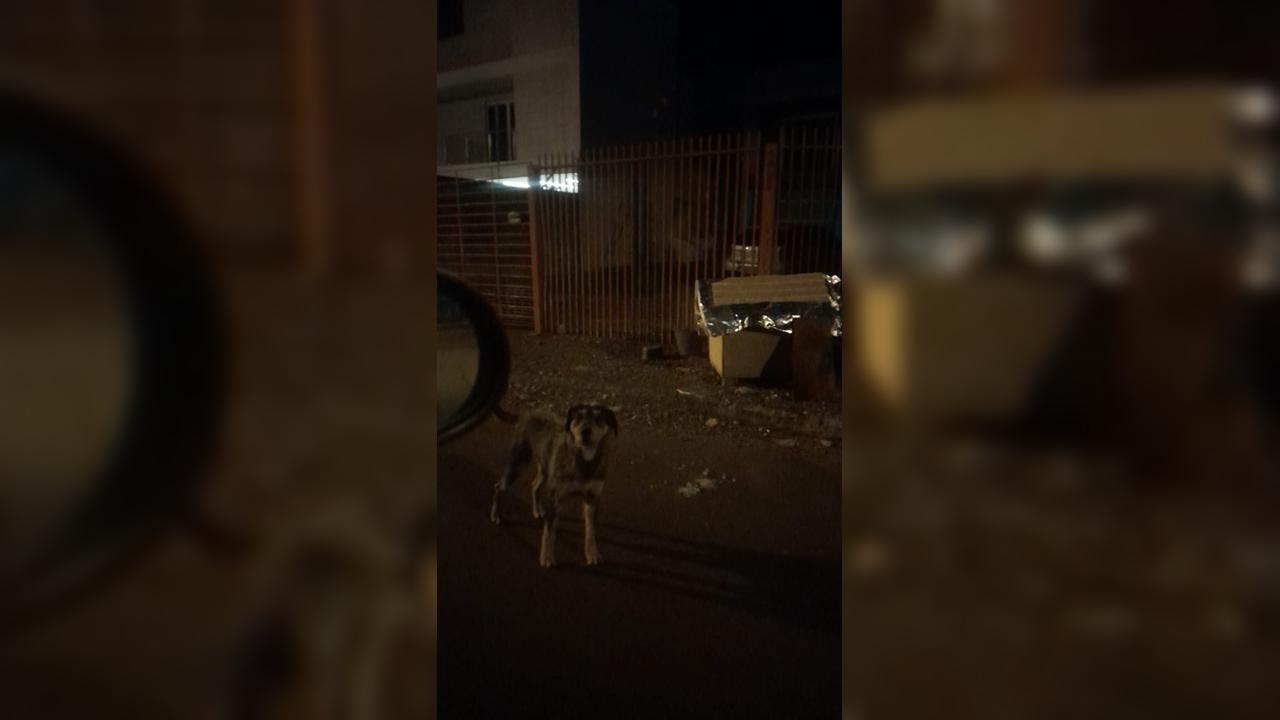 Cachorro ataca mulher e põe medo em moradores do Bairro Universitário