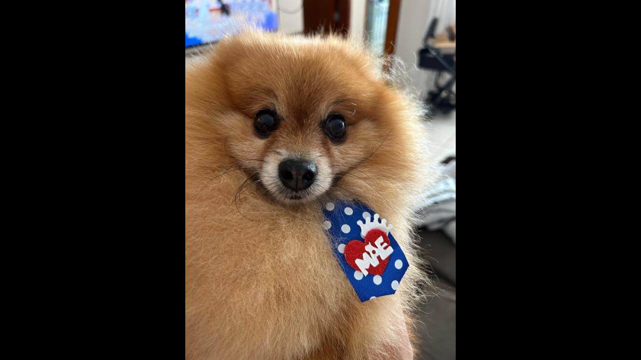 Cachorro Eros desapareceu no Jardim Padovani; Criança da família está triste sentindo falta do amigo