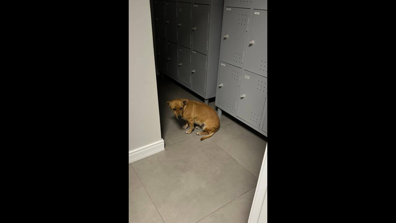 Cachorra é encontrada no bairro Coqueiral