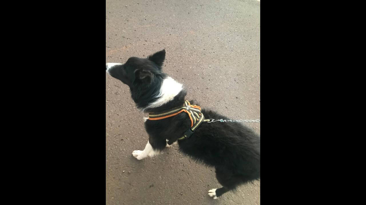 Cachorro é encontrado no bairro Neva